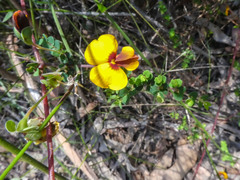 Bossiaea cordigera