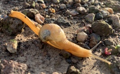 Helicarionoidea