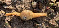 Helicarionoidea