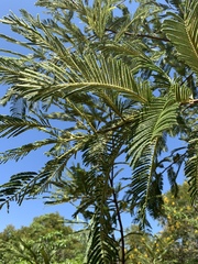 Albizia amara sericocephala