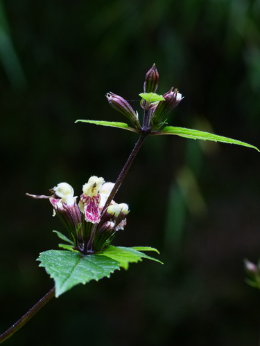 Phlomoides umbrosa, photograph 4