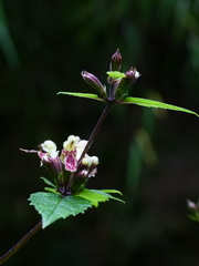 Phlomoides umbrosa, photograph (c) Jiao Sun (孙娇), some rights reserved (CC BY)