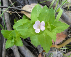 Gratiola peruviana