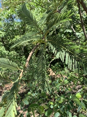 Albizia amara sericocephala