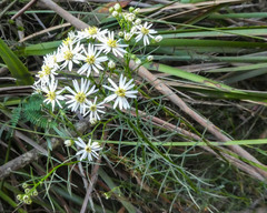 Olearia glandulosa