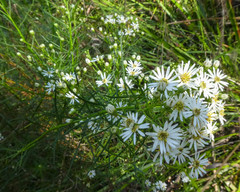 Olearia glandulosa