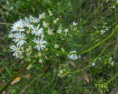 Olearia glandulosa