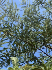Albizia amara sericocephala