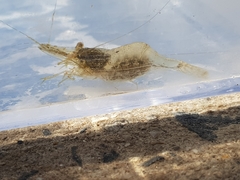 Palaemon intermedius