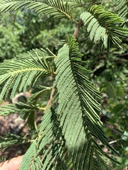 Albizia amara sericocephala