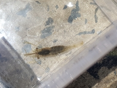 Palaemon intermedius