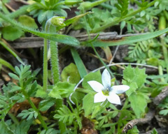 Lobelia pedunculata