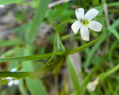 Lobelia pedunculata