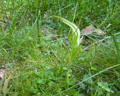 Pterostylis falcata