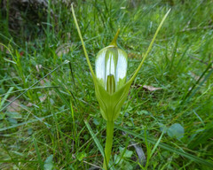Pterostylis falcata