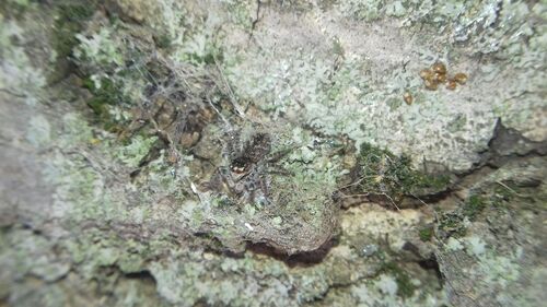 Red-bellied Jumping Spider