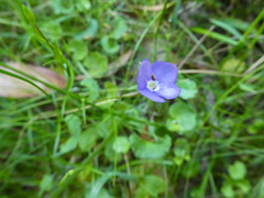 Veronica gracilis