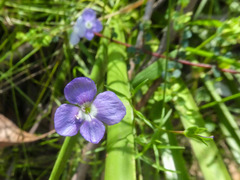 Veronica gracilis