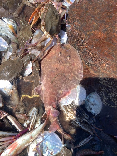 Vermiculate electric ray (Narcine vermiculatus) — Narcinidae