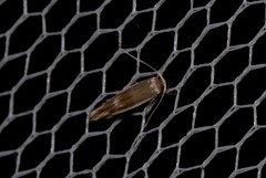 Stathmopoda megathyma