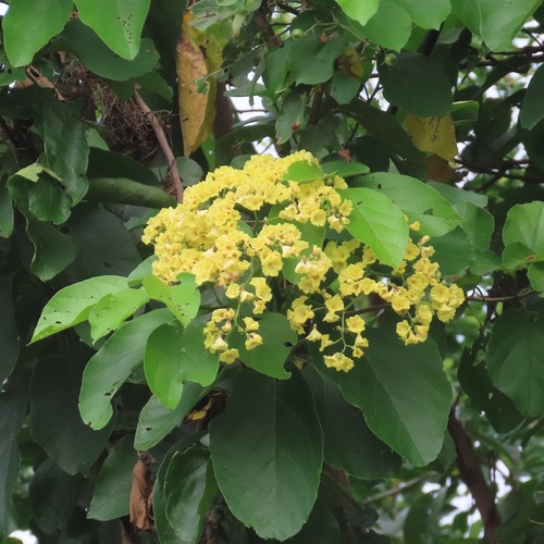 white manjack (Cordia dentata)
