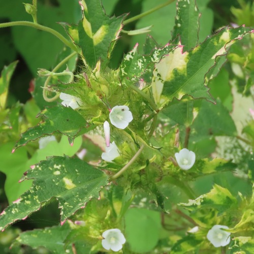 roadside leafbract (Malachra fasciata)