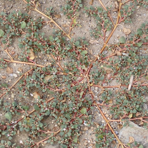desert horse purslane (Trianthema portulacastrum)