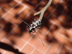 Steirastoma marmoratum