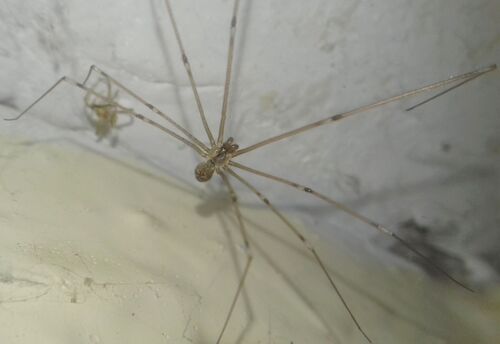 Marbled Cellar Spider