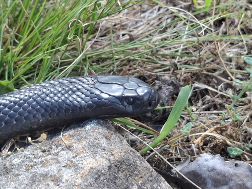 Blue-bellied Black Snake sighting
