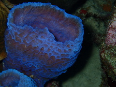 Callyspongia