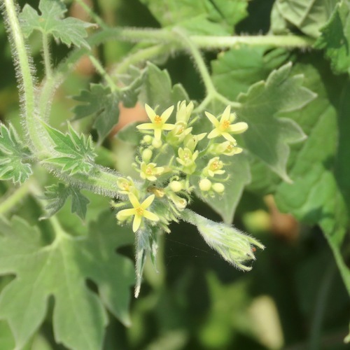 Gronovia scandens (Gronovia scandens)