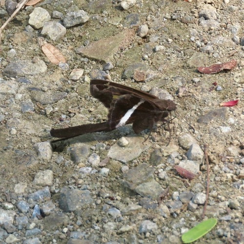 White-striped Longtail (Chioides albofasciatus)