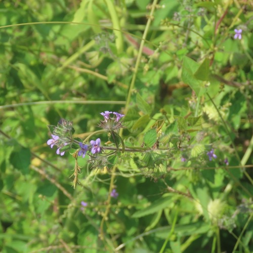 Chan (Mesosphaerum suaveolens)