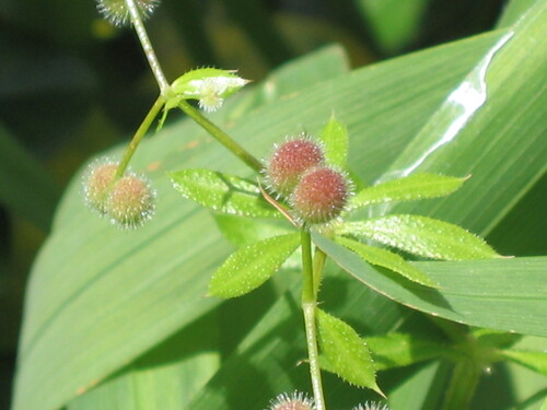 Cleavers
