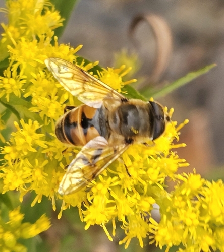 Unknown species found near Wyoming and River St O, Forty Fort, PA 18704, USA