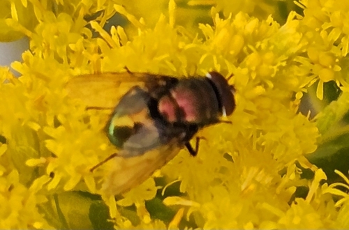 Unknown species found near Wyoming and River St O, Forty Fort, PA 18704, USA