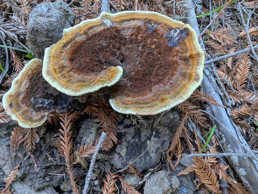 Phaeolus hispidoides · November 2025 · photo: © joergmlpts (iNaturalist, cc-by)