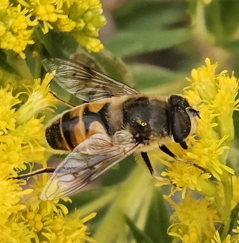 Unknown species found near Wyoming and River St O, Forty Fort, PA 18704, USA