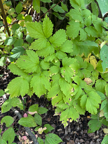 red baneberry