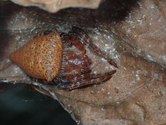 Cyrtophora unicolor