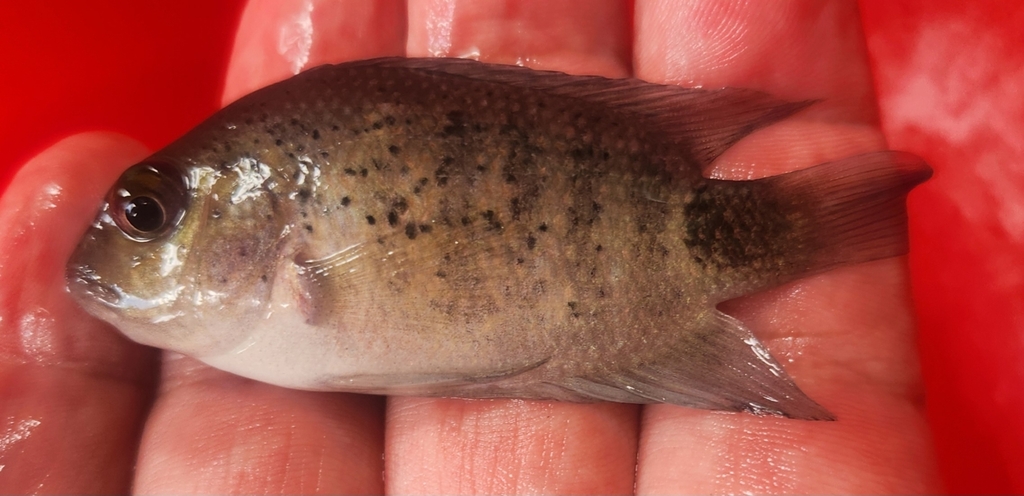 Montecristo cichlid (Oscura heterospila) — Cichlidae