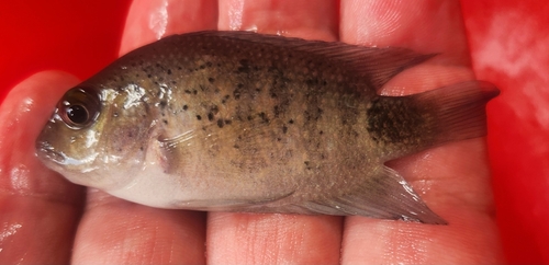 Montecristo cichlid (Oscura heterospila) — Cichlidae