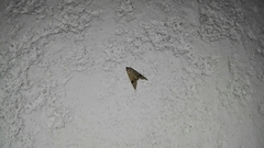 Scolecocampinae