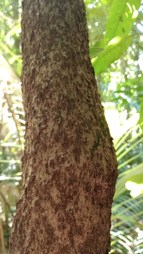 Xylosma benthamii