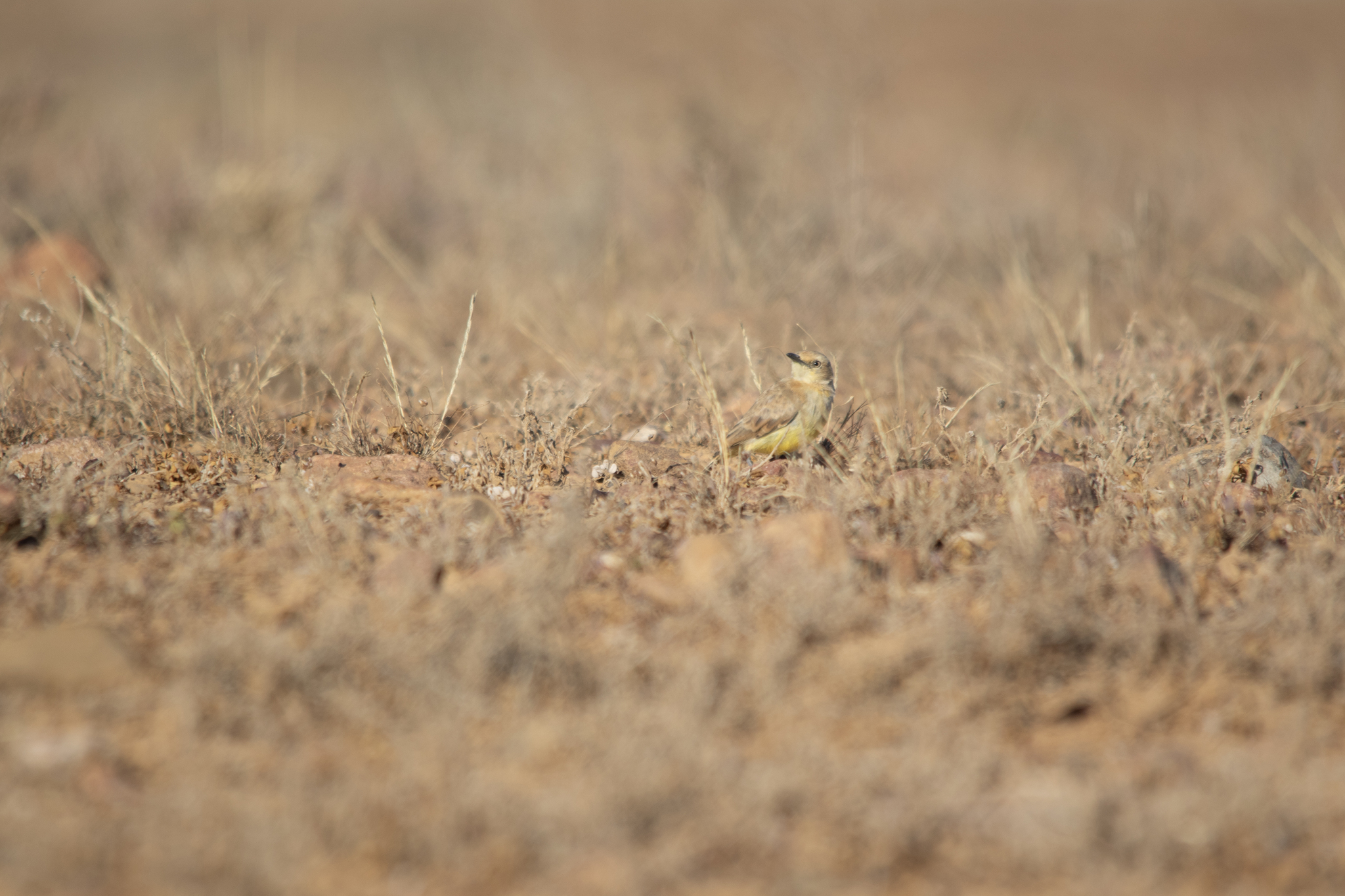 Gibberbird (Ashbyia lovensis), photo 10