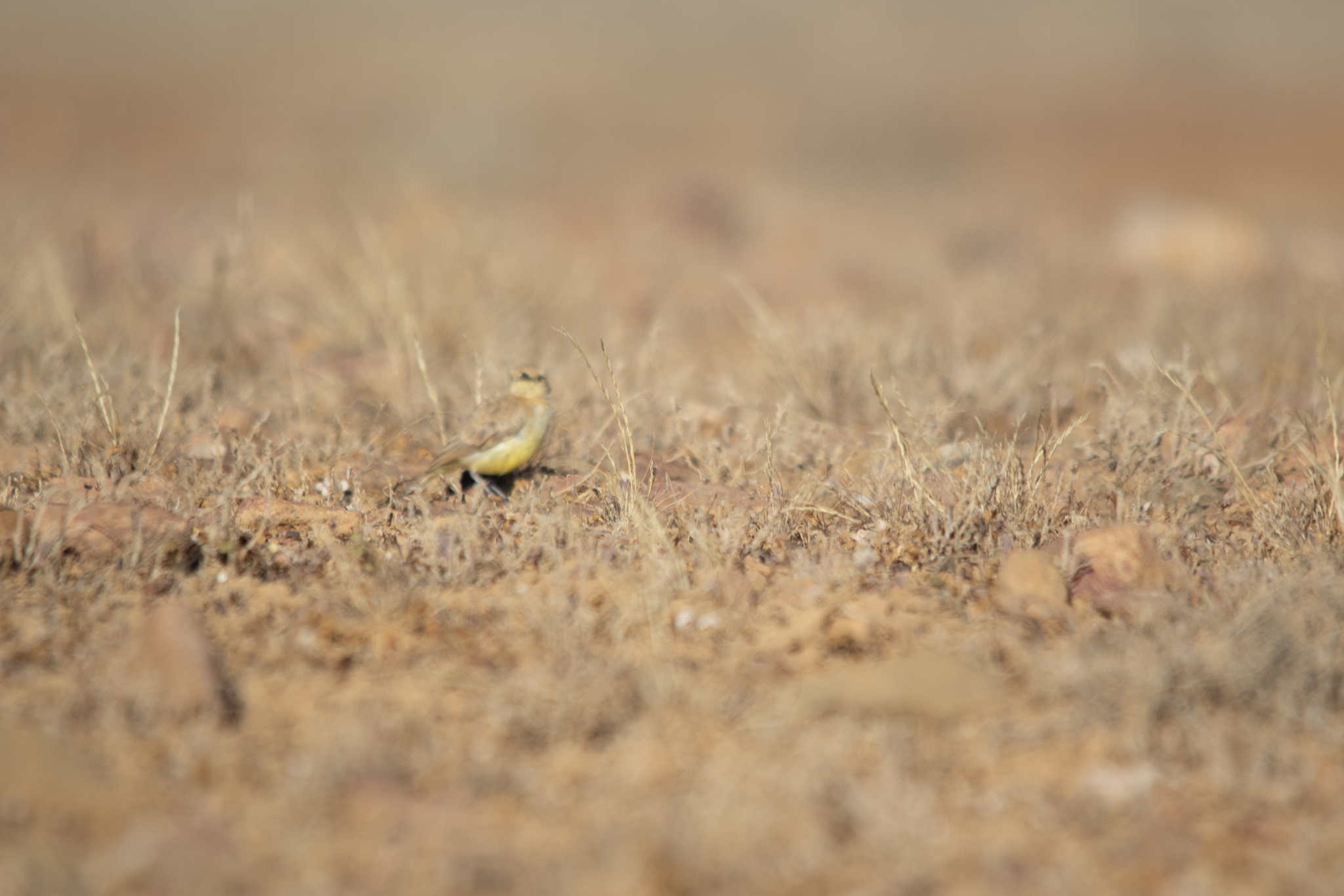 Gibberbird (Ashbyia lovensis), photo 5