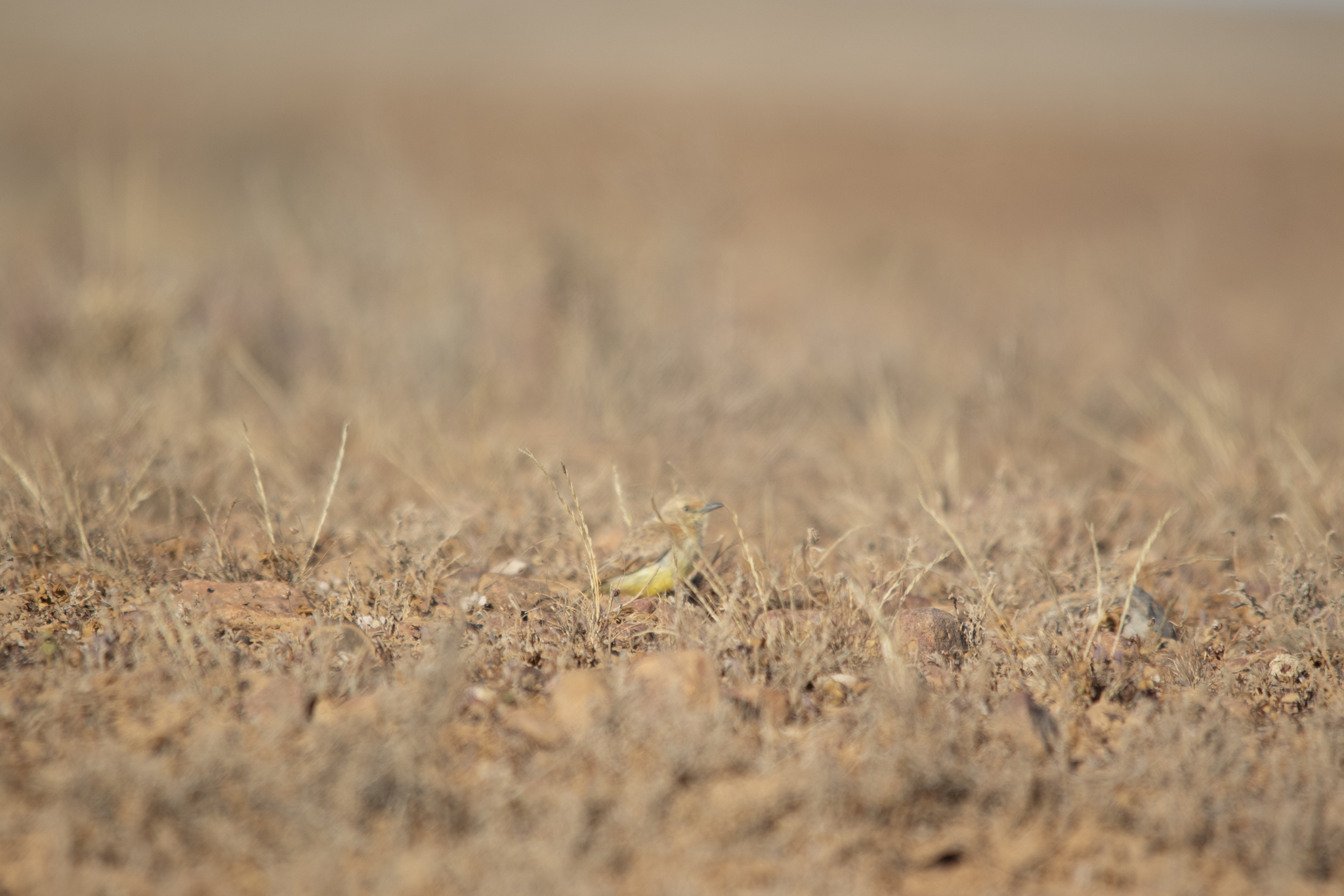 Gibberbird (Ashbyia lovensis), photo 7