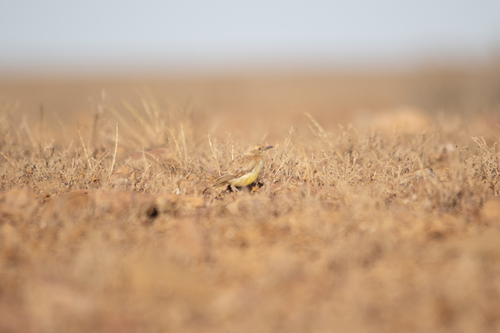 Gibberbird (Ashbyia lovensis), photo 1