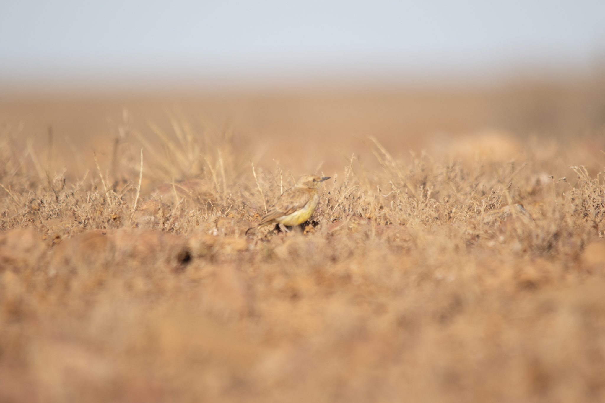 Gibberbird (Ashbyia lovensis), photo 1